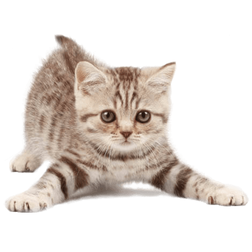 kisspng-cat-pet-sitting-kitten-dog-5b1cdaf29f8f01.9184663815286177146536